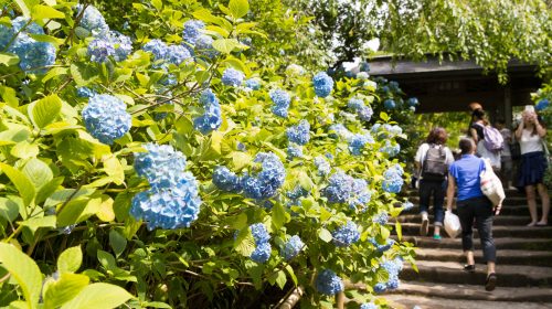 6月が見頃のおすすめ観光地　あじさいの名所　明月院　Beautiful Hydrangeas at Meigetsu-in, Kamakura