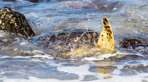 ハワイ旅行記2017その10　ウミガメに出会えるラニアケアビーチ　Hawaii Trip 2017 Sea Turtle at Laniakea Beach