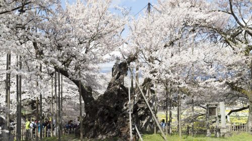 世界最古の桜　樹齢2000年の山高神代桜　Oldest Cherry Blossom in the World Yamataka Jindai Sakura
