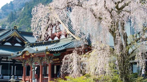 身延山久遠寺の桜は訪れる価値あり！　Cherry Blossom at Minobusan Kuonji