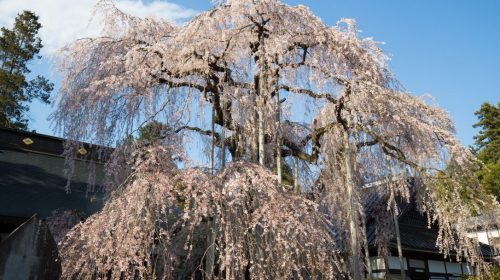 慈雲寺のしだれ桜（糸桜）は山梨県内おすすめの桜の名所　Cherry Blossom at Jiunji Temple