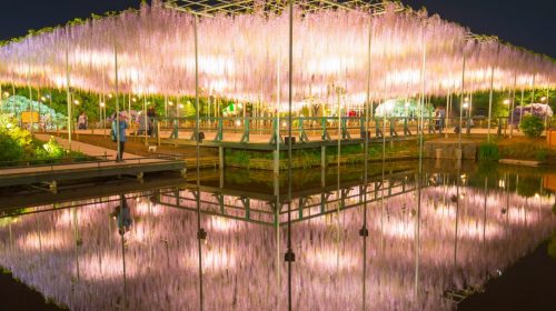 4月下旬に必ず訪れたい関東のおすすめ観光スポット　あしかがフラワーパークの藤棚は必見！　Beautiful Wisteria at Ashikaga Flower Park