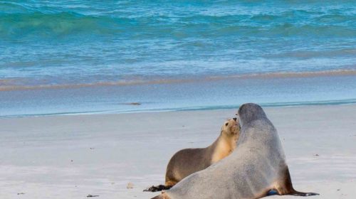 アデレード旅行ブログ2017その9 カンガルーアイランドツアー　シールベイ　Adelaide Trip 2017 Kangaroo Island Seal Bay