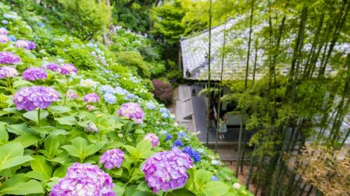 鎌倉長谷寺のあじさいは6月中旬に訪れたい国内旅行のおすすめスポット！　Hydrangeas at Kamakura Hasedera