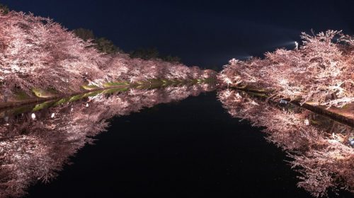 動画で国内旅行　弘前城の夜桜　春陽橋　Cherry Blossom at Shunyo Bridge, Hirosaki Castle