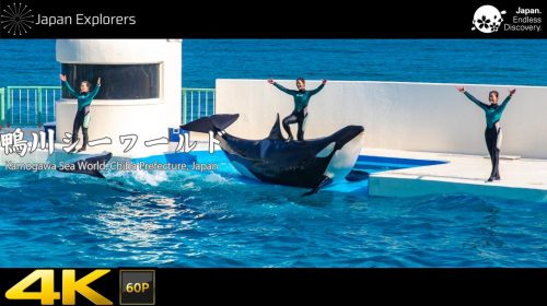 動画で国内旅行　千葉県　鴨川シーワールド　Kamogawa SeaWorld, Chiba, Japan