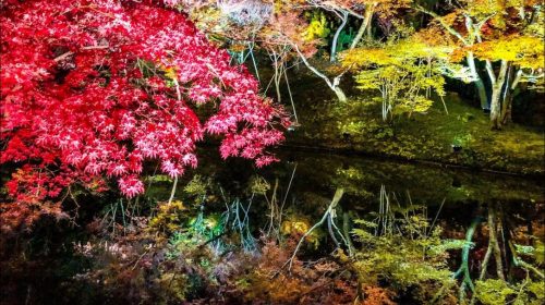動画で国内旅行　京都府　高台寺の絶景紅葉ライトアップ　Autumn Leaves at Kodaiji Kyoto (Night)