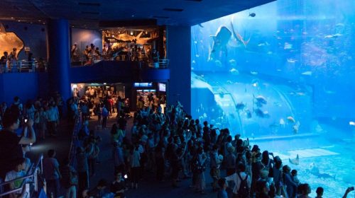 動画で国内旅行　沖縄県　美ら海水族館・黒潮の海　Kuroshio Sea at Okinawa Churaumi Aquarium, Okinawa, Japan
