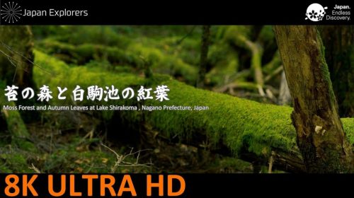 動画で国内旅行　長野県　苔の森と白駒池の紅葉 Moss Forest and Autumn Leaves at Lake Shirakoma, Nagano