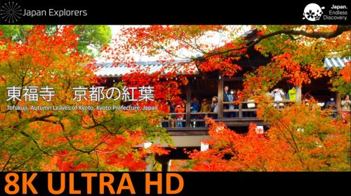 動画で国内旅行　京都府　東福寺の紅葉　Autumn Leaves of Tofukuji, Kyoto