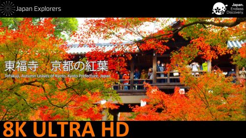 動画で国内旅行　京都府　東福寺の紅葉　Autumn Leaves of Tofukuji, Kyoto