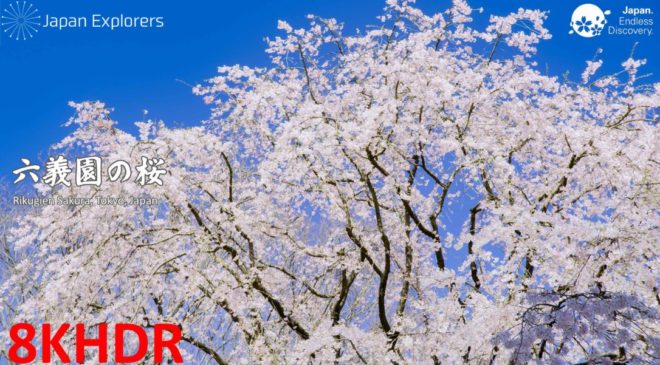 動画で国内旅行　東京　六義園の桜, Rikugien Cherry Blossoms, Tokyo