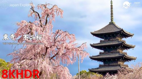 動画で国内旅行　京都　東寺「不二桜」, Toji Fujizakura, Kyoto