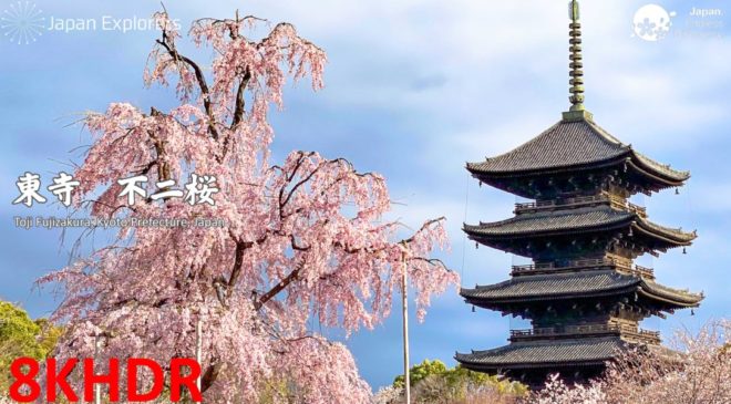 動画で国内旅行　京都　東寺「不二桜」, Toji Fujizakura, Kyoto