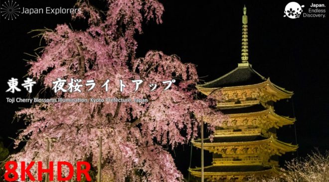 動画で国内旅行　京都　東寺夜桜ライトアップ, Toji Cherry Blossoms Illumination, Kyoto