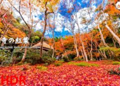8K Kyoto – 京都・祇王寺の絶景紅葉を8KHDRでご堪能ください！