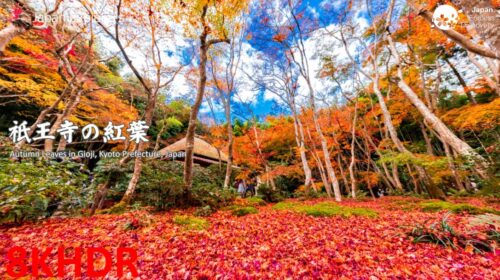 8K Kyoto – 京都・祇王寺の絶景紅葉を8KHDRでご堪能ください！