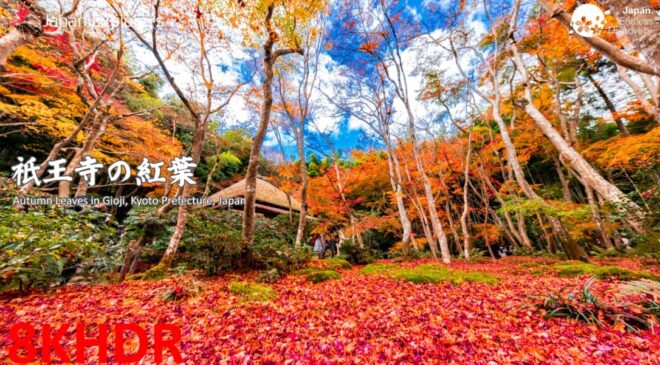 8K Kyoto – 京都・祇王寺の絶景紅葉を8KHDRでご堪能ください！
