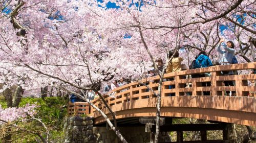 日本三大桜名所　天下第一の桜として有名な高遠城址公園は絶景でした！　Cherry Blossoms at Takato Castle