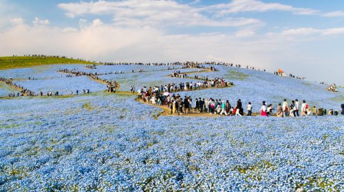 4月下旬から5月上旬に訪れたい日本の絶景スポット　ひたち海浜公園のネモフィラ畑　Nemophila at Hitachi Seaside Park