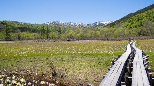 尾瀬　鳩待峠から尾瀬ヶ原へのハイキングコースは美しい水芭蕉と風景が魅力　Oze Hatomachi Pass to Ozegahara