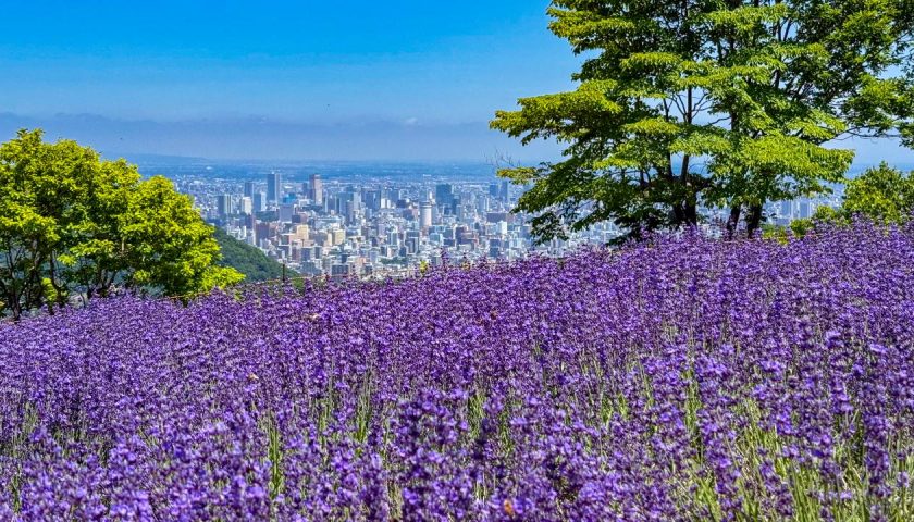 北海道の絶景スポット「幌見峠ラベンダー園」