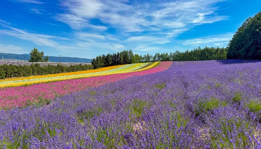 北海道の絶景スポット「ファーム富田」