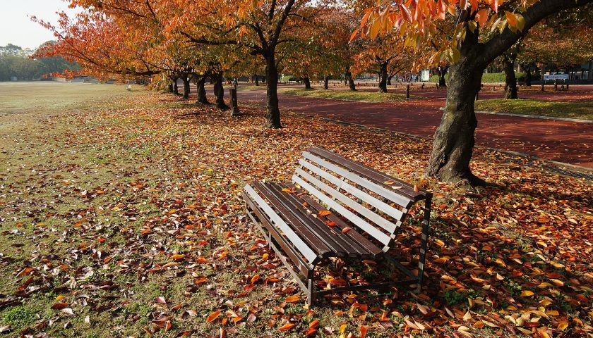 大阪府の絶景スポット「万博記念公園（太陽の塔）」