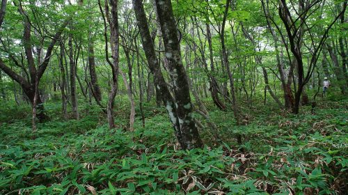 那須平成の森の絶景写真