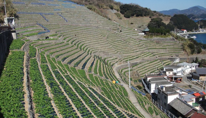 愛媛県の絶景スポット「遊子水荷浦の段畑」