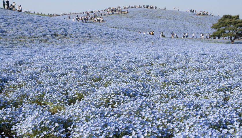 茨城県の絶景スポット「ひたち海浜公園 ネモフィラ」