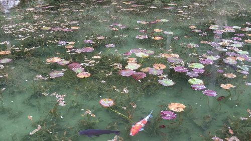 モネの池の絶景写真