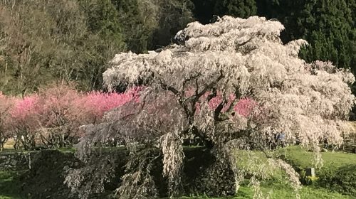 又兵衛桜の絶景写真