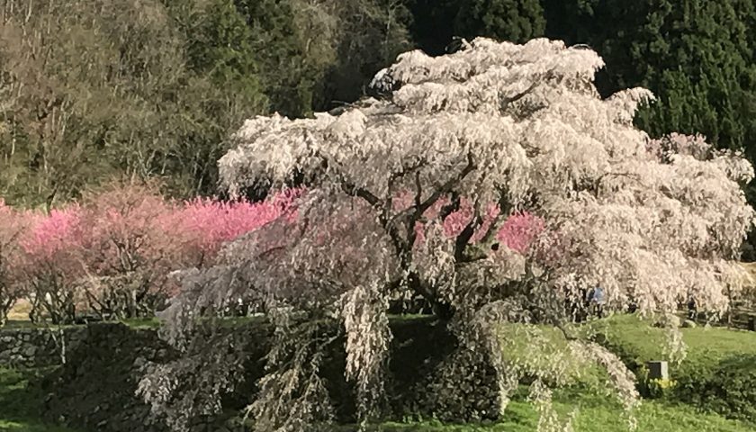奈良県の絶景スポット「又兵衛桜」