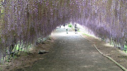 河内藤園の絶景写真