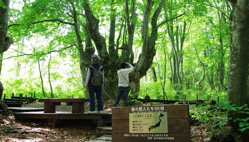 秋田県の絶景スポット「中島台 あがりこ大王」