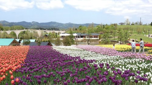 国営越後丘陵公園の絶景写真