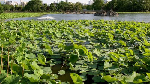 上野 不忍池のハスの絶景写真