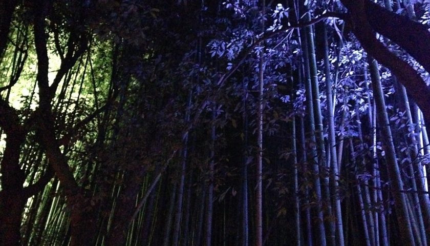 京都府の絶景スポット「嵯峨野 竹林の小径」