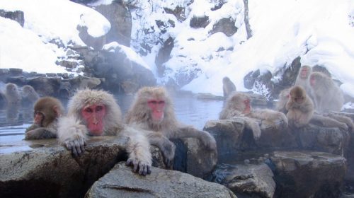 地獄谷野猿公苑の絶景写真