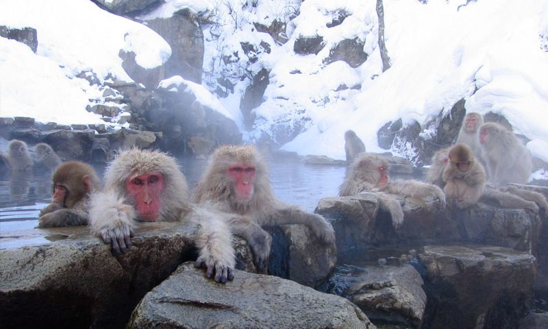 長野県の絶景スポット「地獄谷野猿公苑」