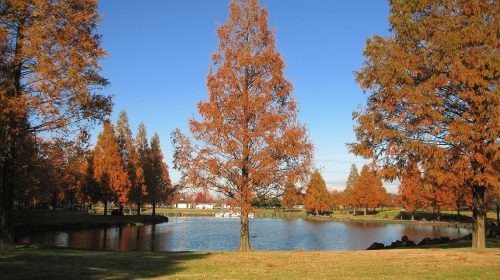 加須はなさき公園の絶景写真