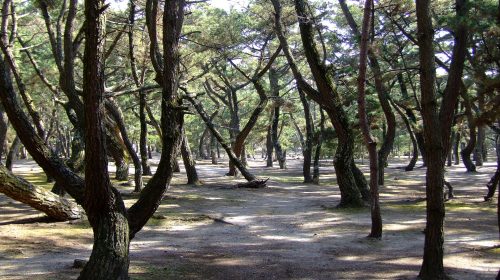 慶野松原の絶景写真