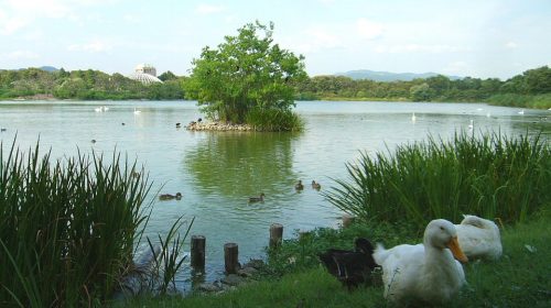 昆陽池公園の絶景写真