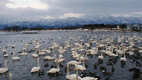 瓢湖の絶景写真