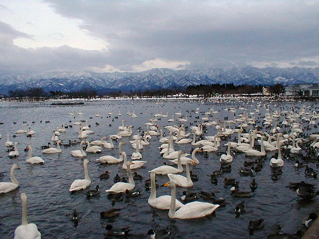 新潟県の絶景スポット「瓢湖」