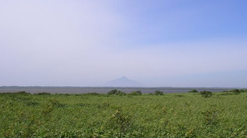 サロベツ原野のエゾカンゾウの絶景写真