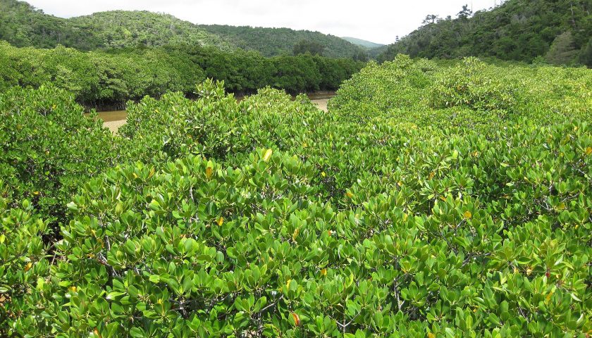 沖縄県の絶景スポット「慶佐次湾のヒルギ林」
