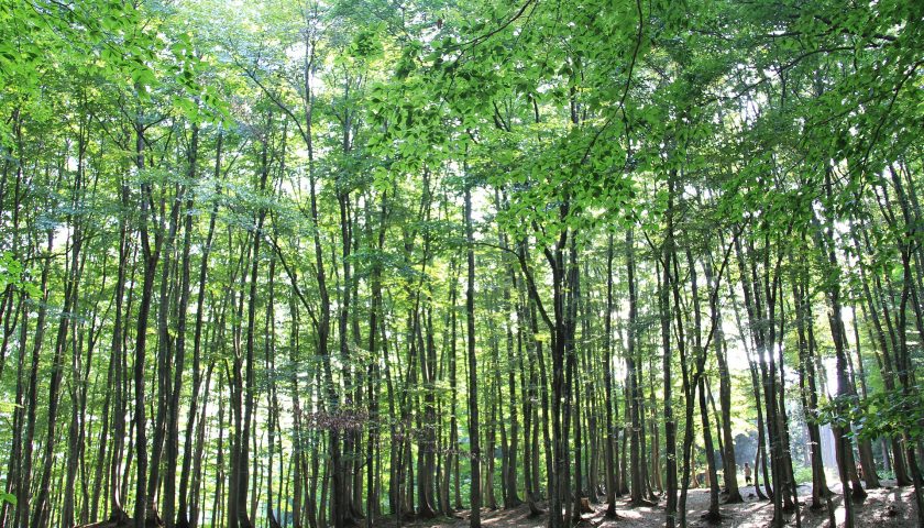 新潟県の絶景スポット「美人林」