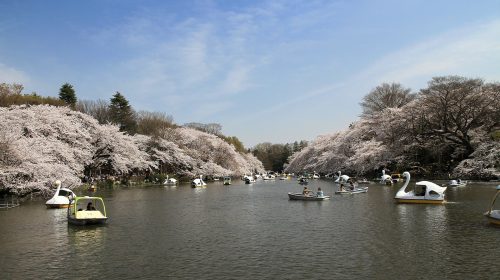 井の頭恩賜公園の絶景写真